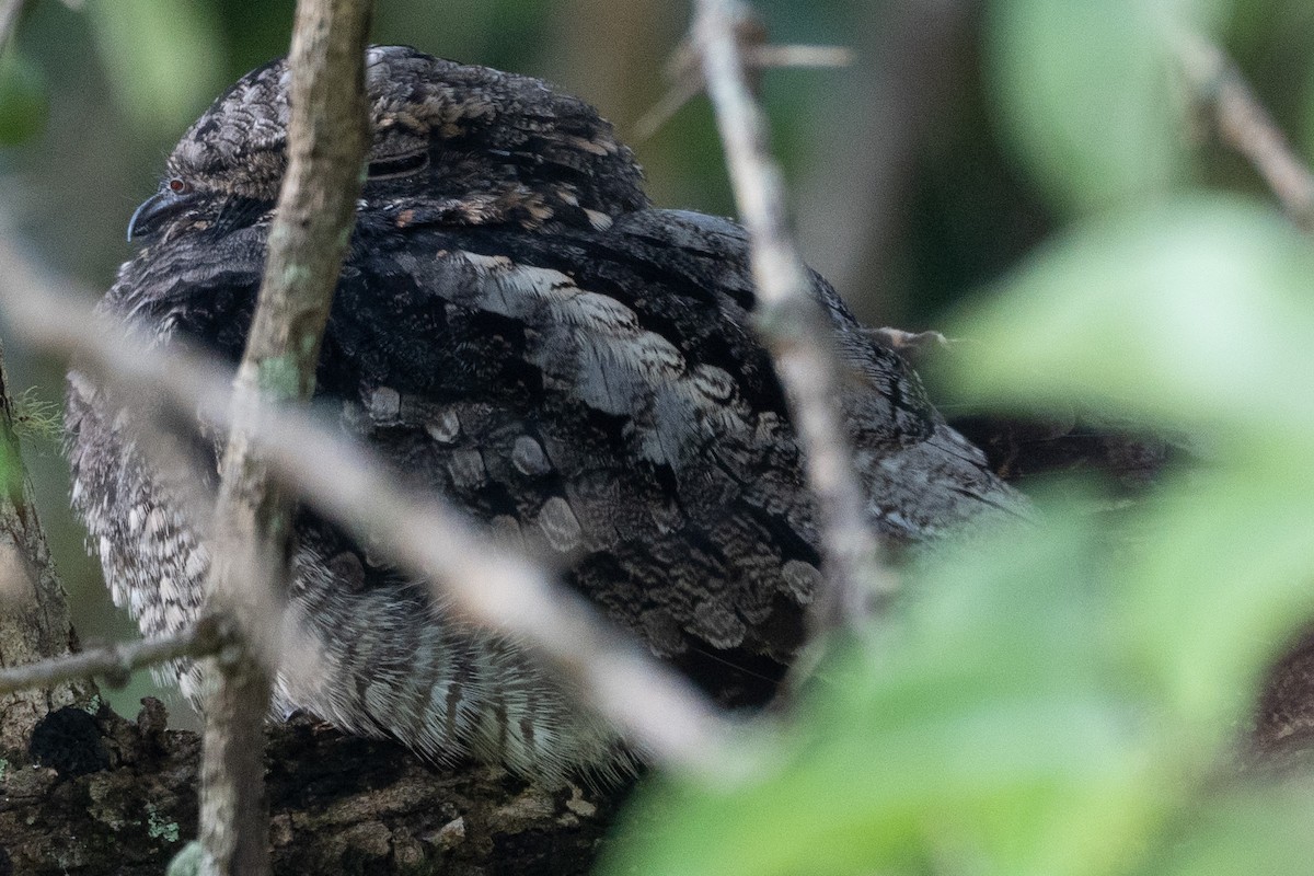 Jungle Nightjar - ML612739642