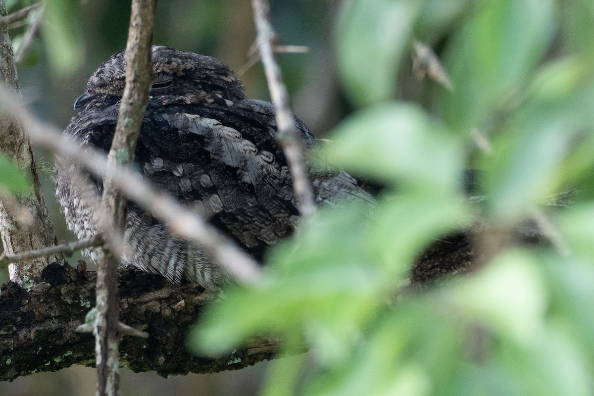 Jungle Nightjar - ML612739643