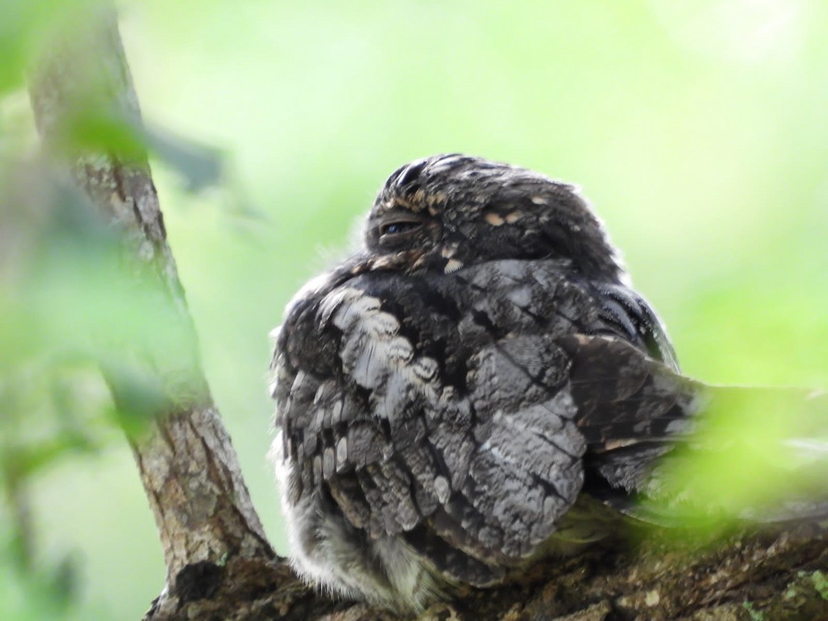 Jungle Nightjar - ML612739662