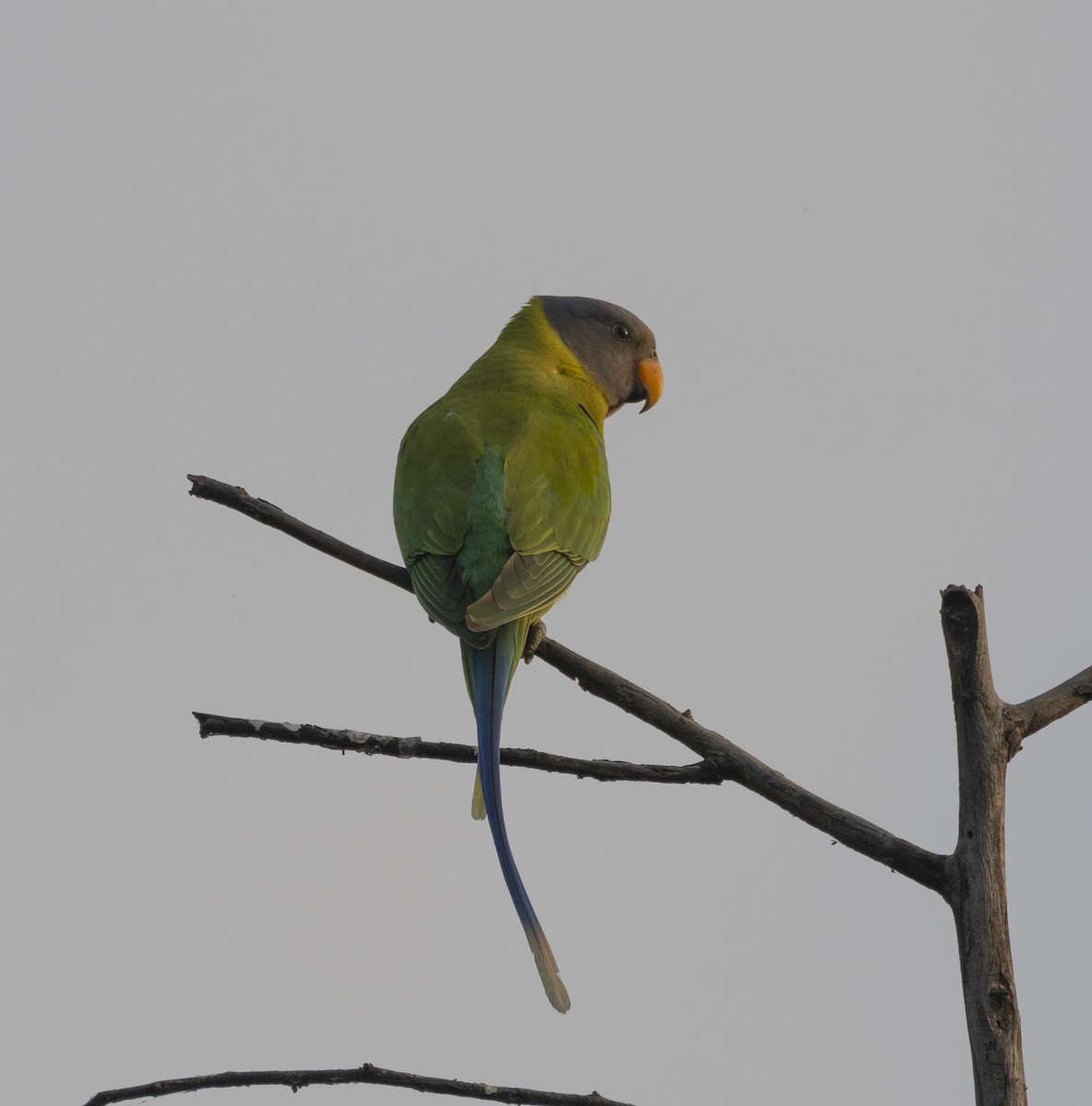 Plum-headed Parakeet - ML612739800