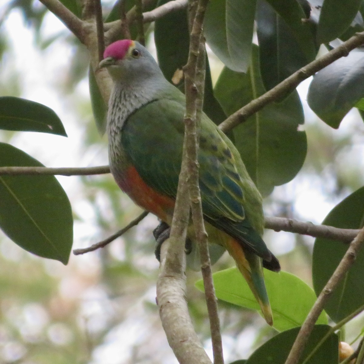 Rose-crowned Fruit-Dove - ML612739803