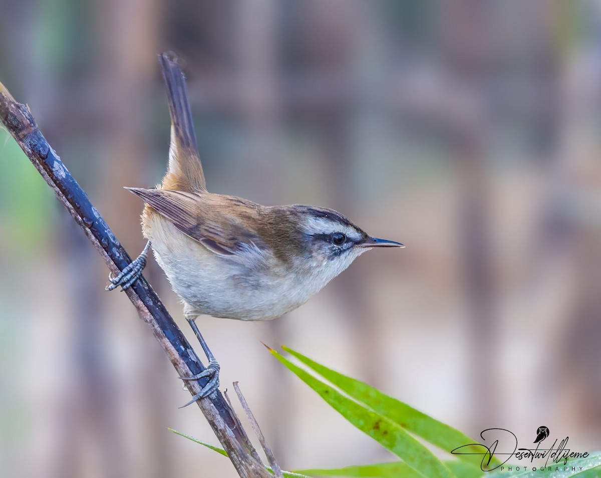 Moustached Warbler - ML612740137