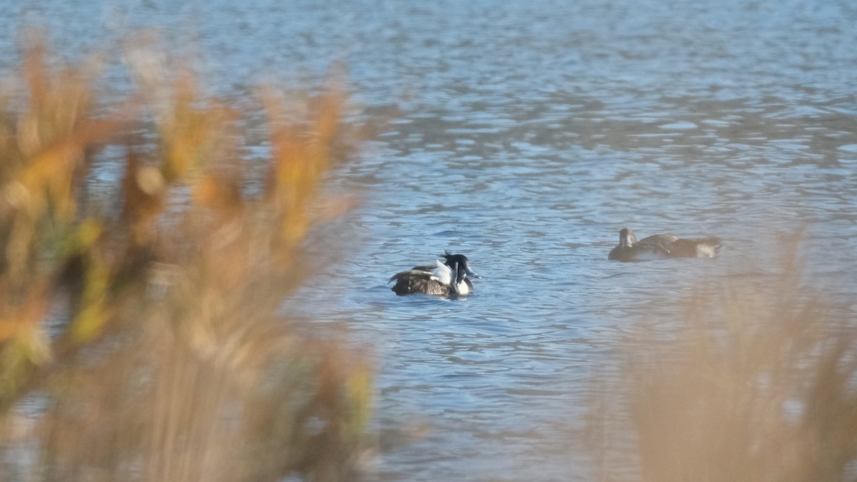 Tufted Duck - ML612740141