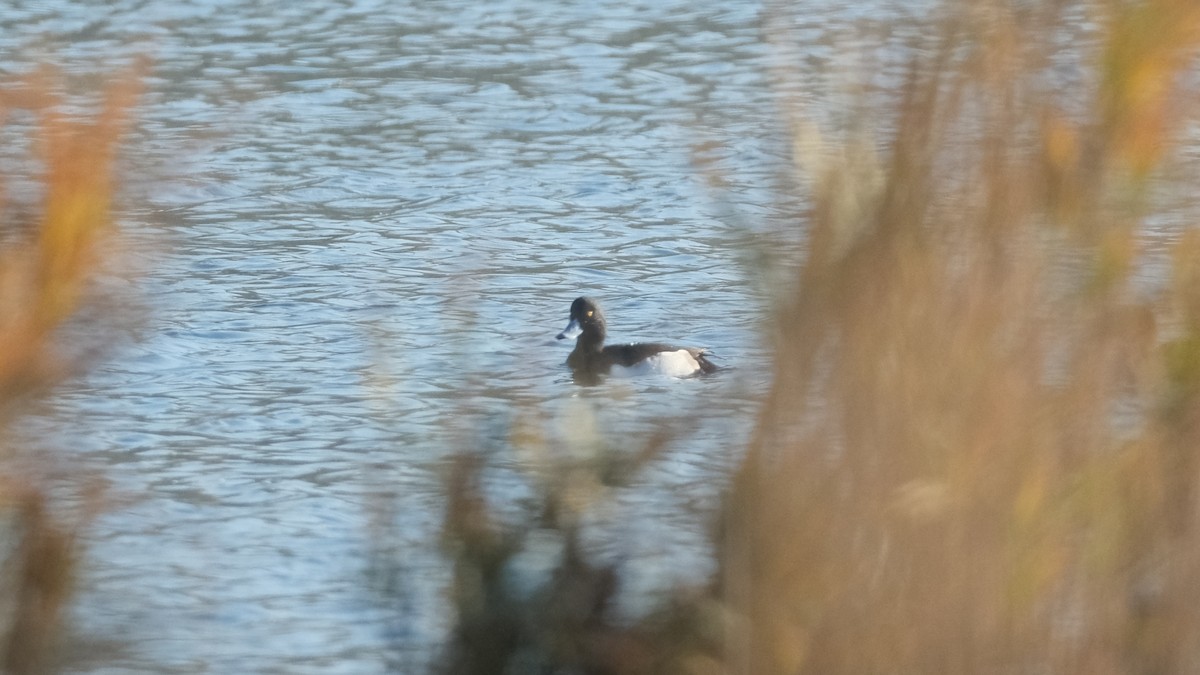 Tufted Duck - ML612740143