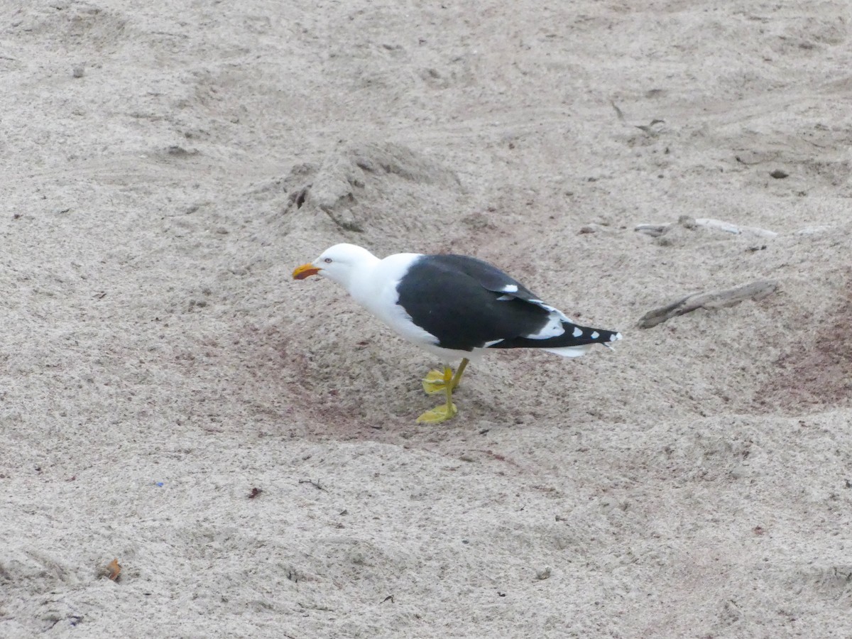 Kelp Gull - ML612740213