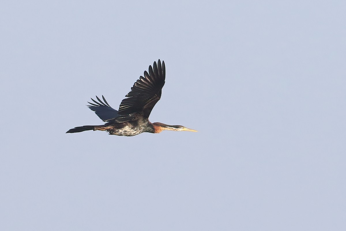 African Darter - ML612740217