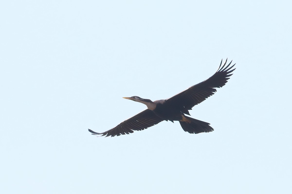 Anhinga Africana - ML612740218