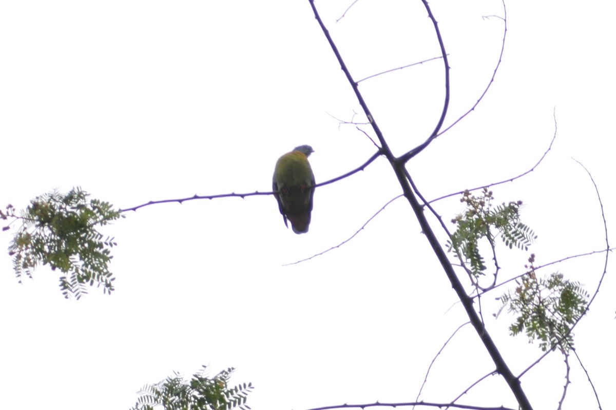 Little Green-Pigeon - ML612740241