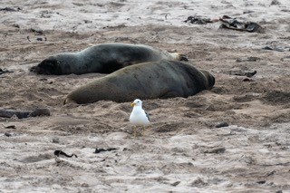 Kelp Gull - Gillie Matthew