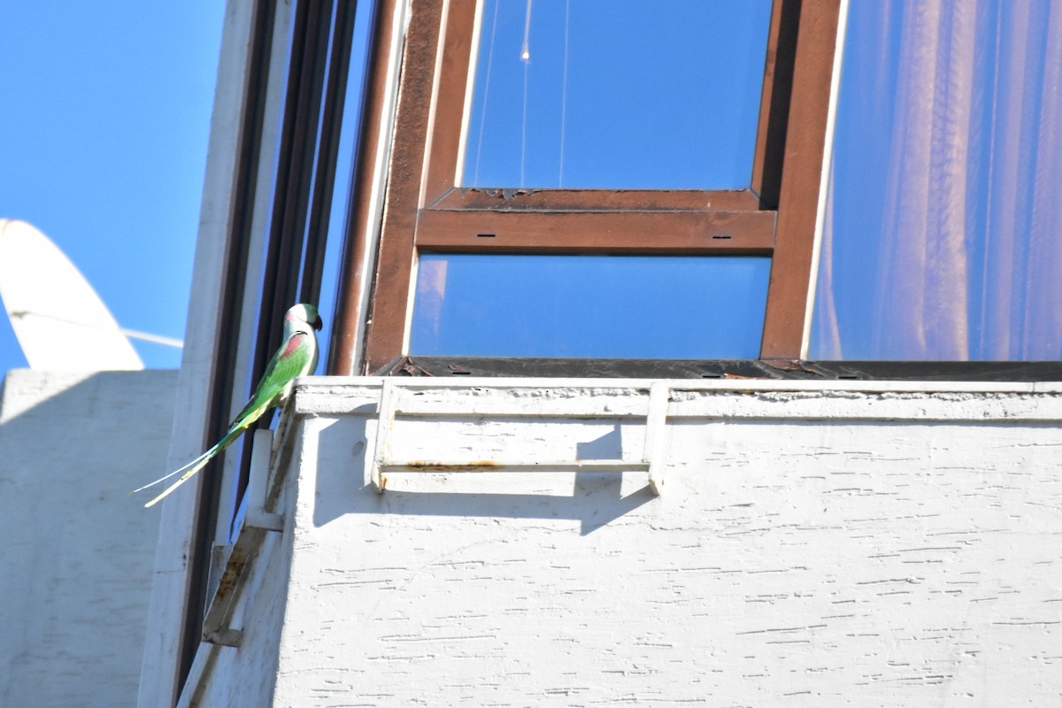 Alexandrine Parakeet - ML612740387