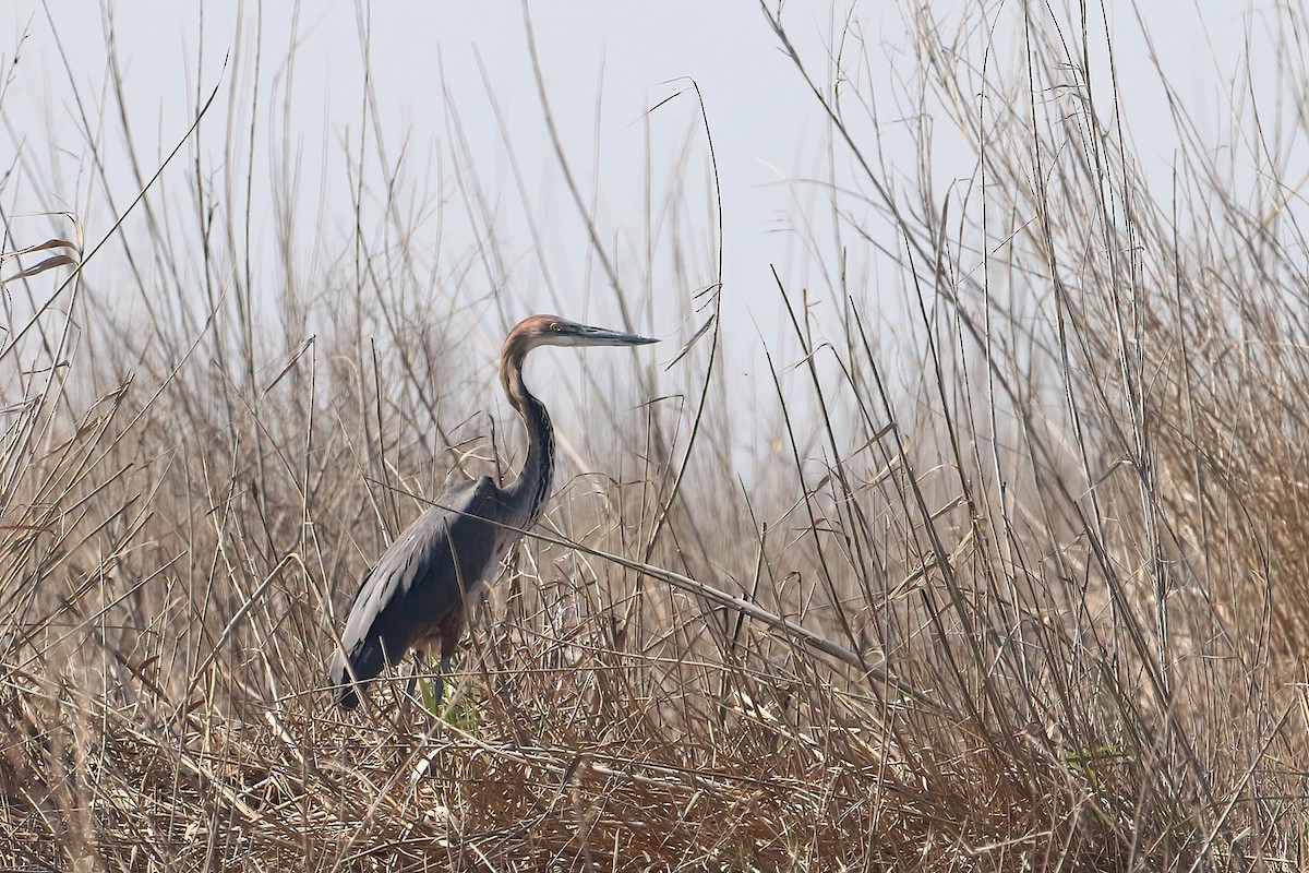 Goliath Heron - ML612740502