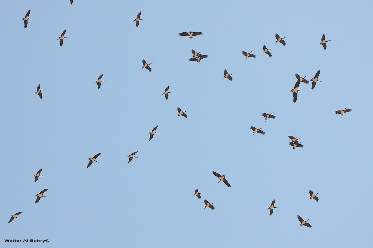 Black Stork - ML612740649