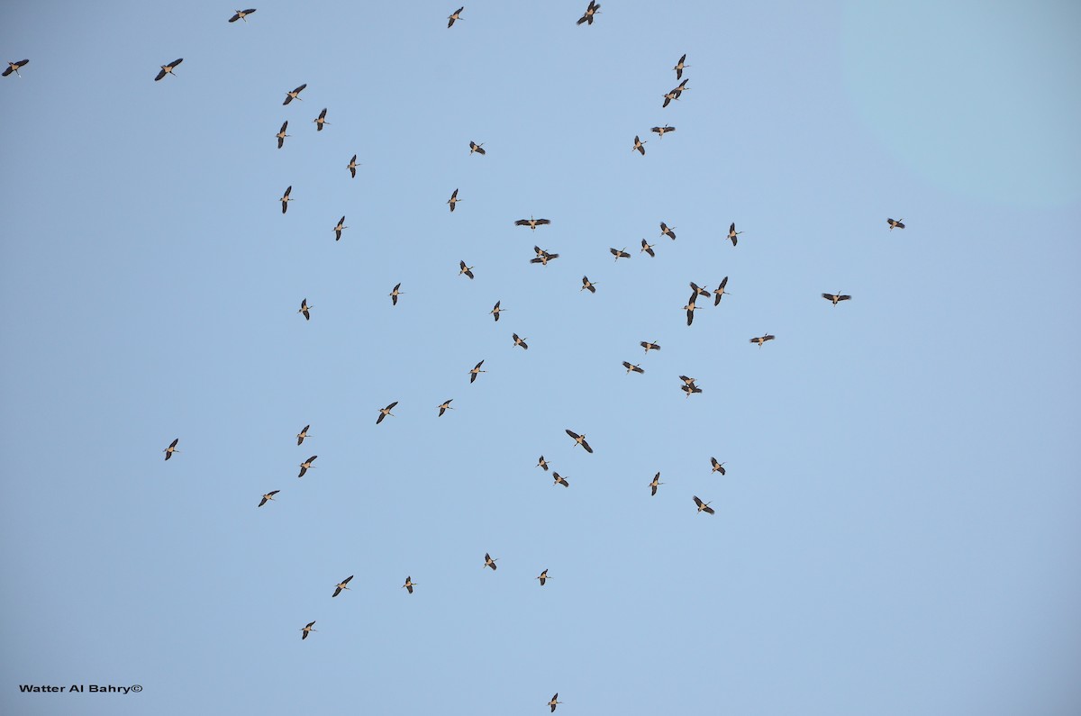 Black Stork - ML612740652