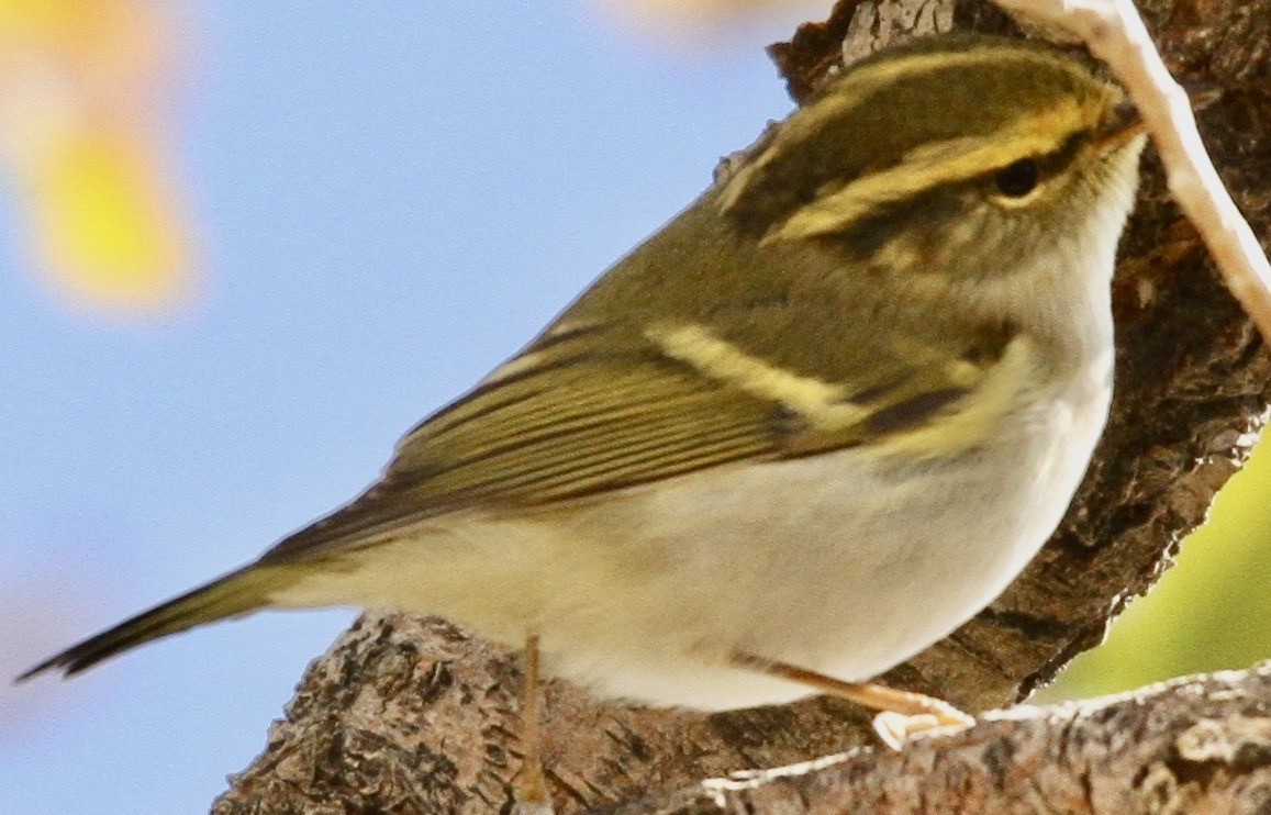 Pallas's Leaf Warbler - Connie Lintz