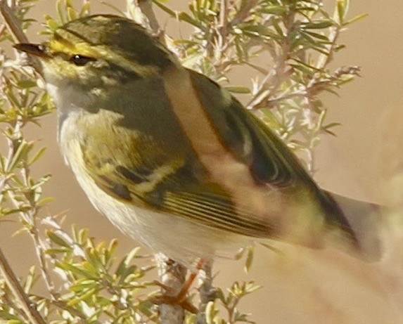 Pallas's Leaf Warbler - ML612740695