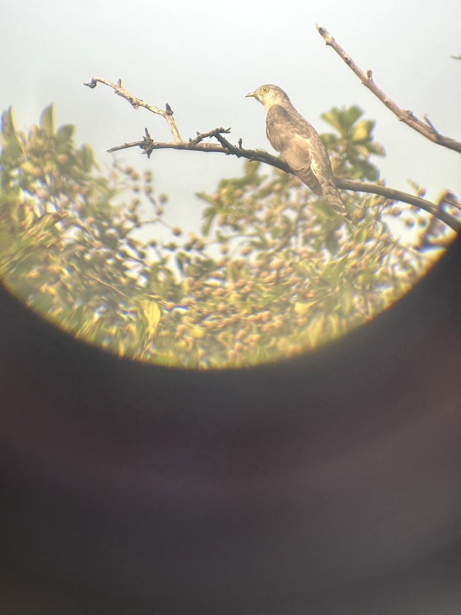 Common Hawk-Cuckoo - ML612740737