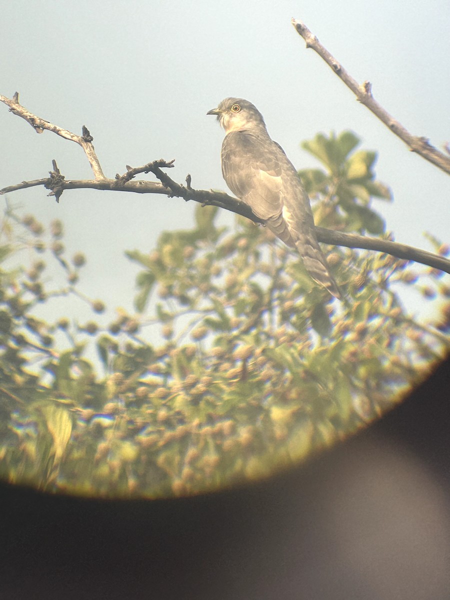 Common Hawk-Cuckoo - Meenakshi Rajasekaran