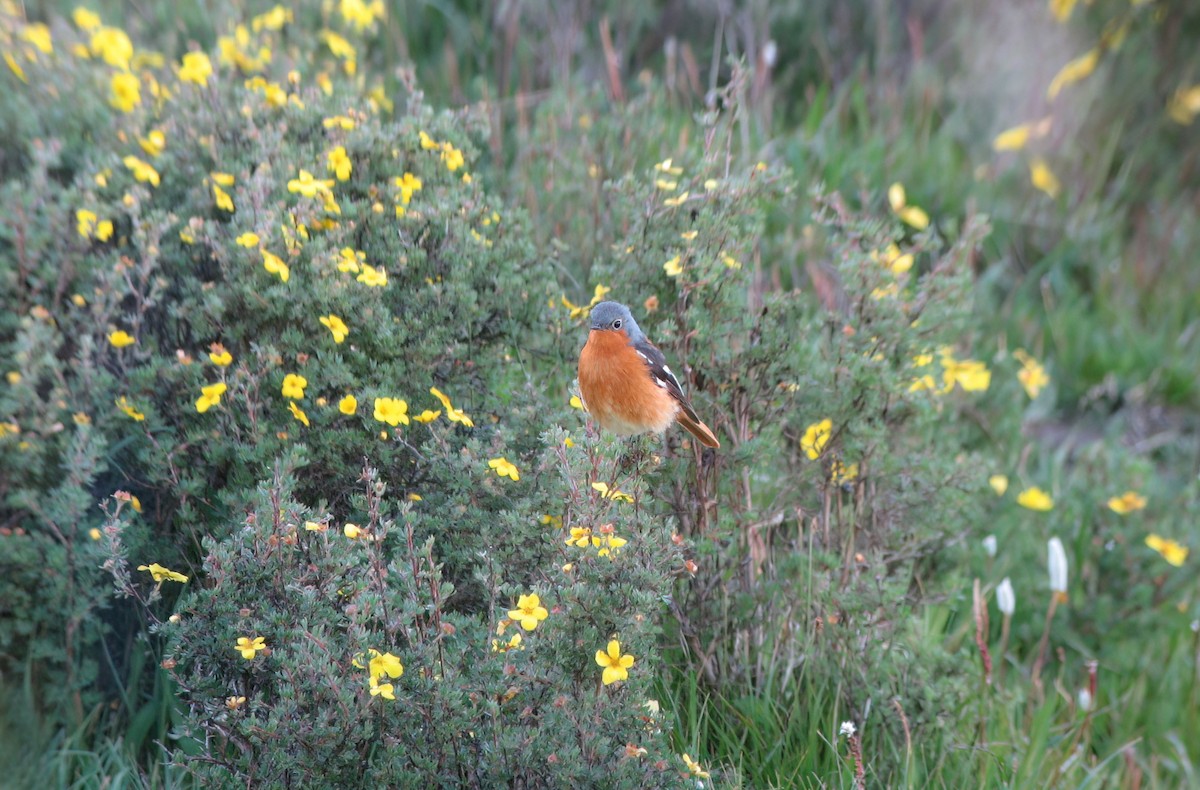 Ala Shan Redstart - ML612740783