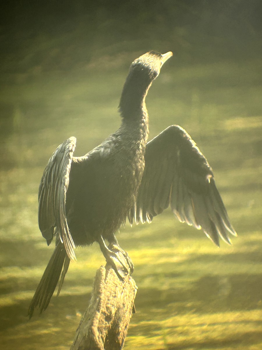 Great Cormorant - ML612740795