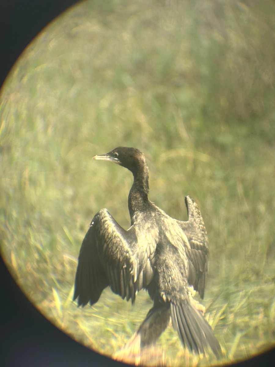 Great Cormorant - ML612740797