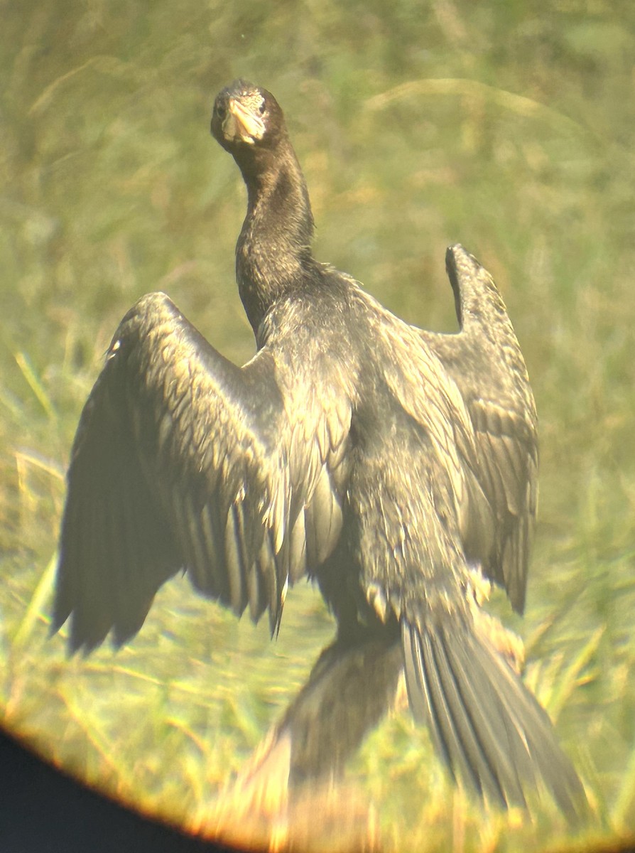 Great Cormorant - Meenakshi Rajasekaran