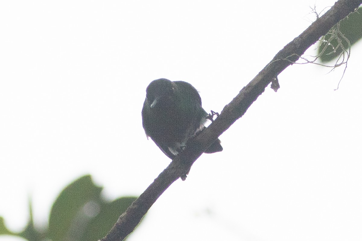 Black-breasted Puffleg - ML612740866