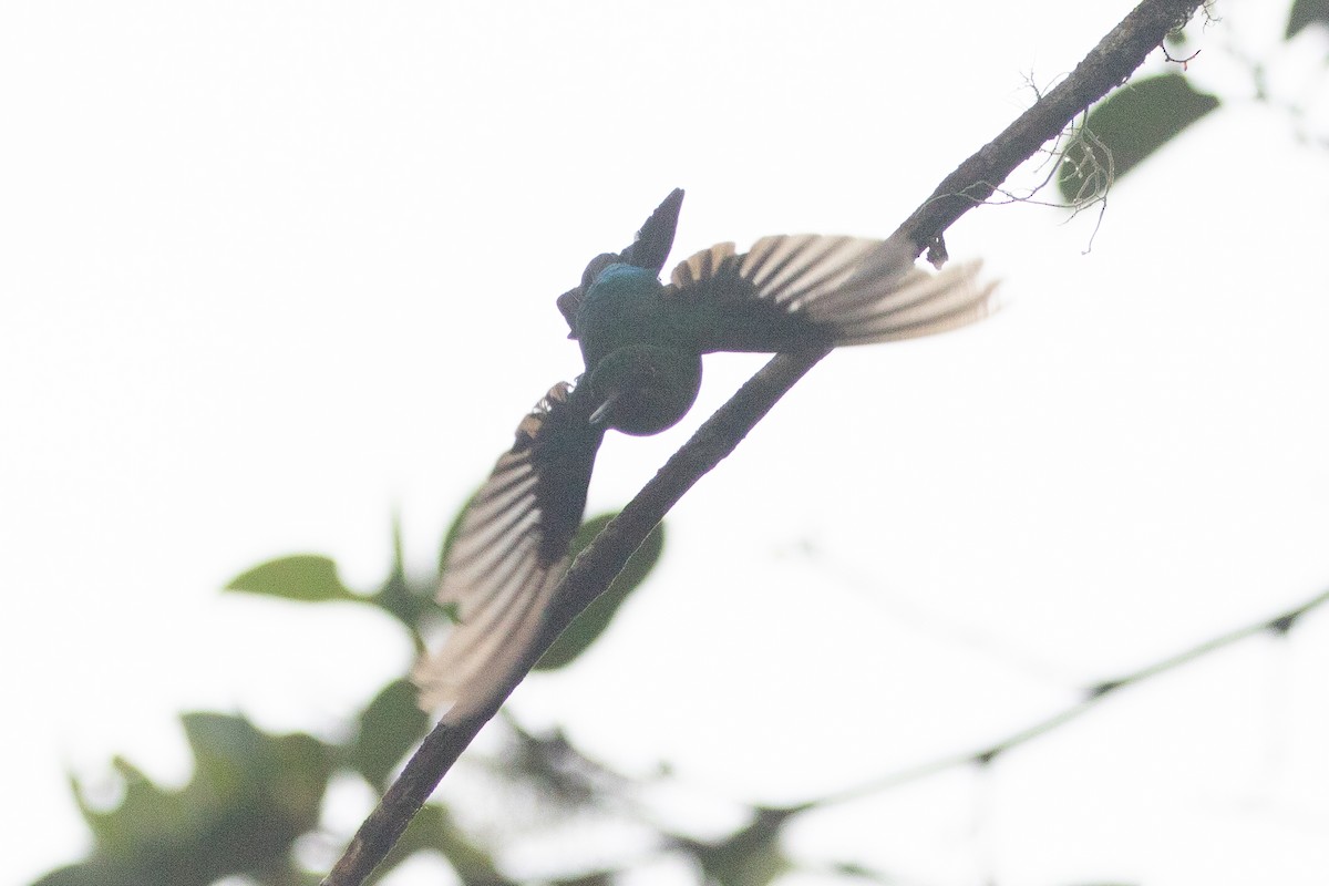 Black-breasted Puffleg - ML612740867