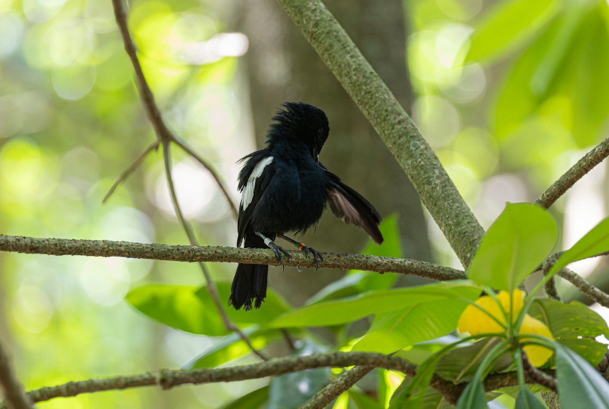 Seychelles Magpie-Robin - Rafael Würtemberger