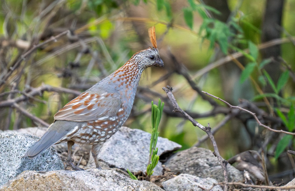 Elegant Quail - ML612740889