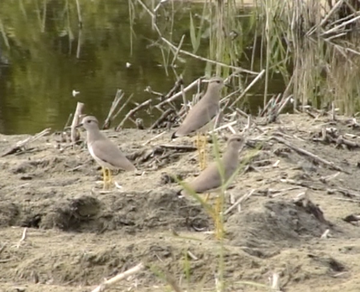 White-tailed Lapwing - ML612741004