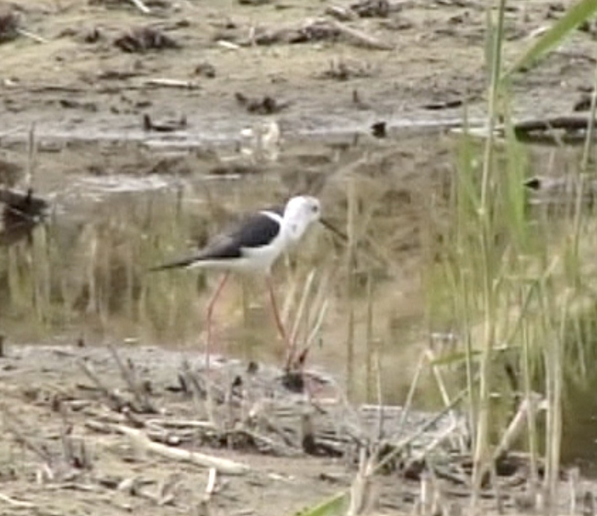 Black-winged Stilt - ML612741005