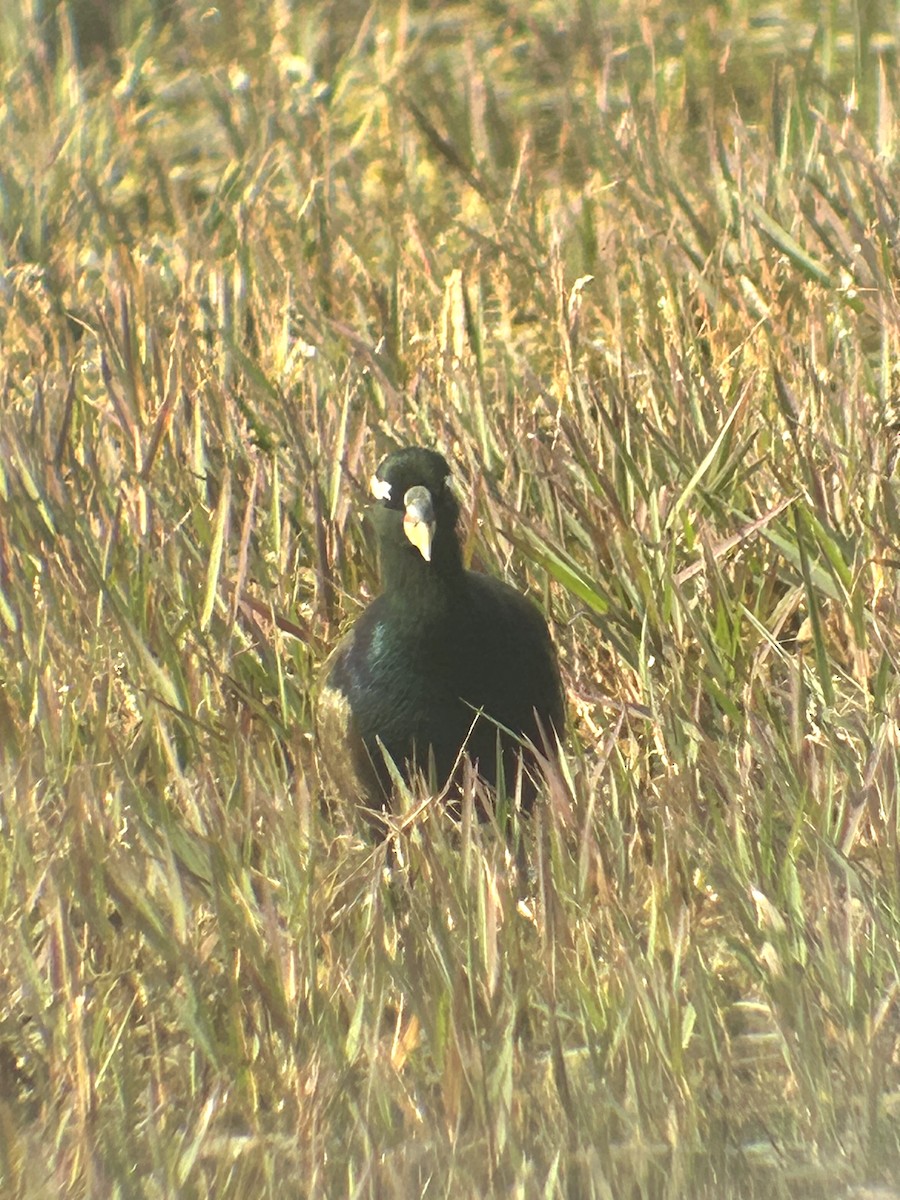 Eurasian Coot - ML612741033