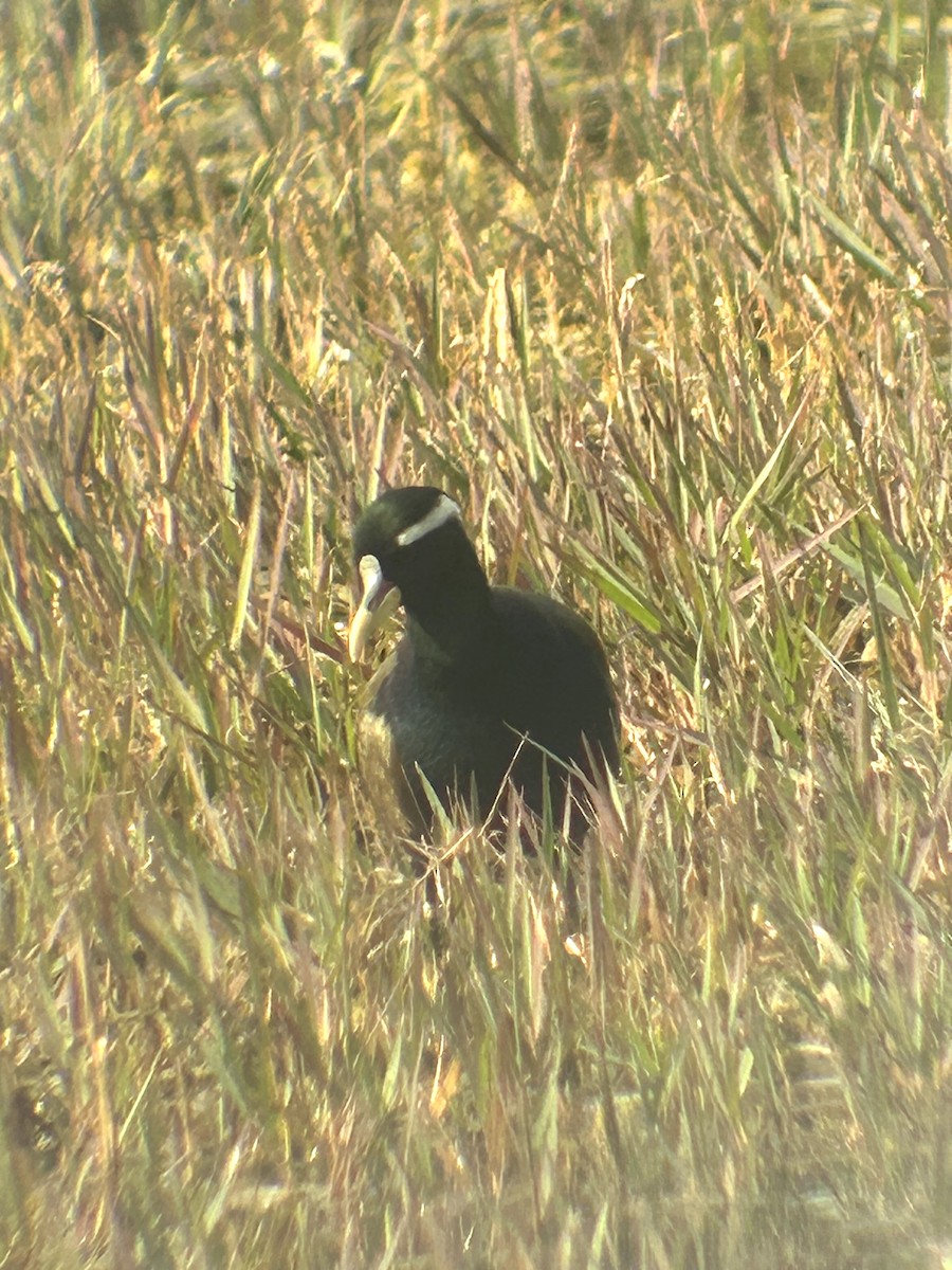 Eurasian Coot - ML612741034