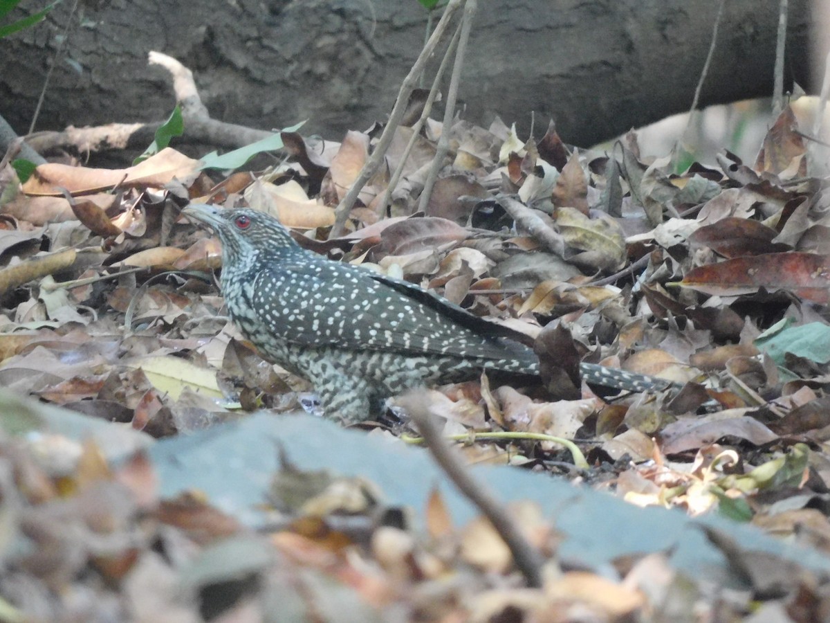 Asian Koel - ML612741040