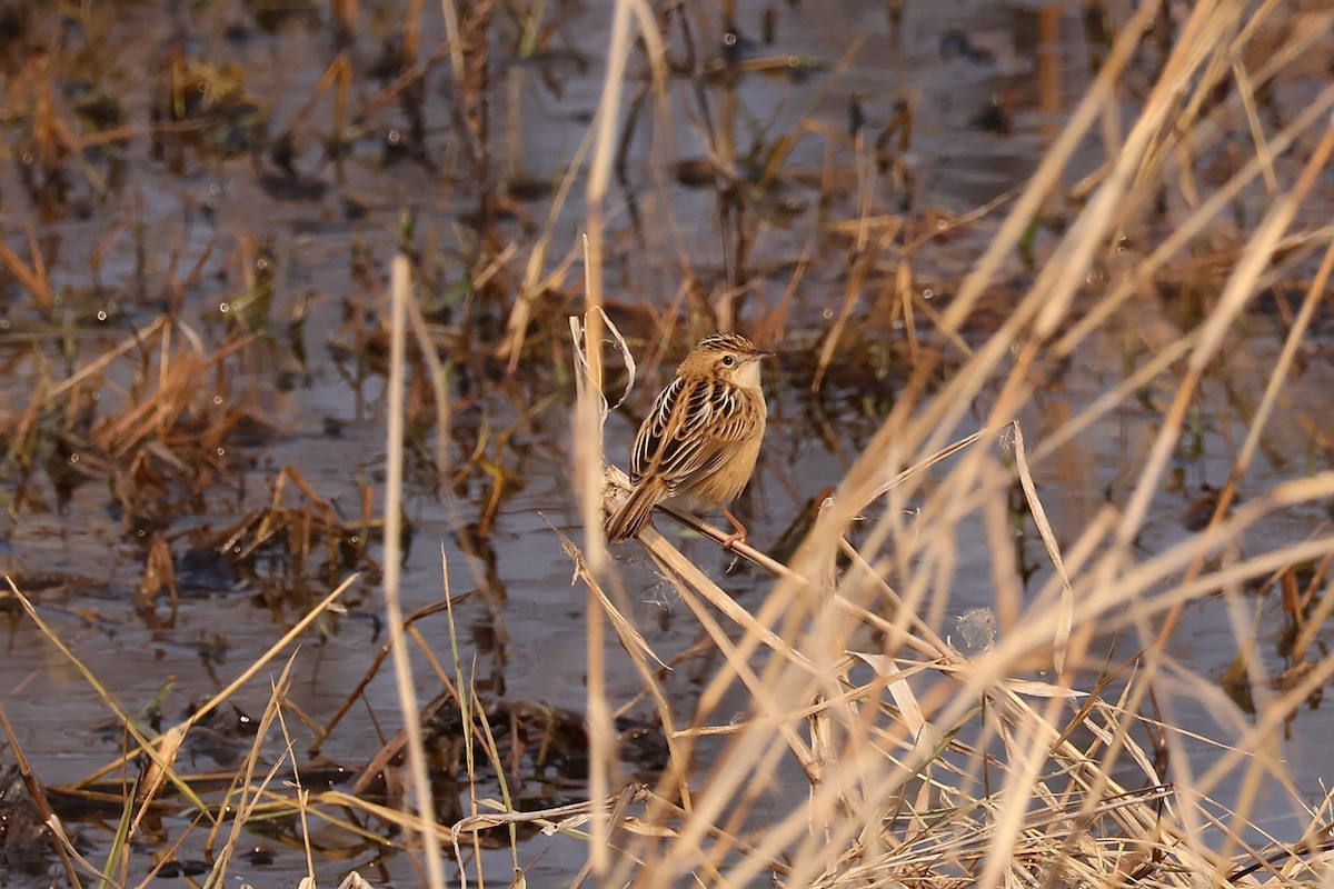 Zitting Cisticola (Double Zitting) - ML612741113