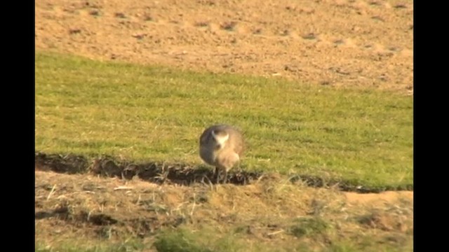 קיווית להקנית - ML612741184