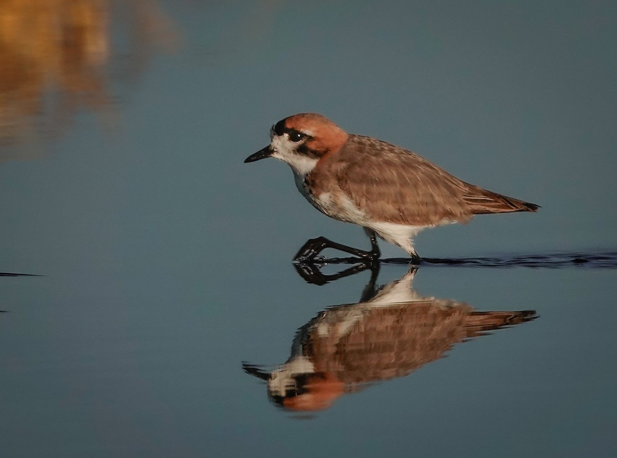 Puna Plover - ML612741191