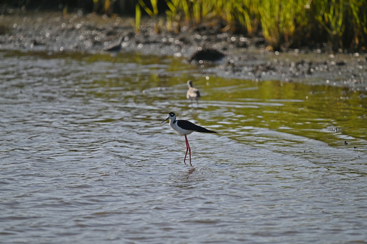 Schwarznacken-Stelzenläufer - ML612741219