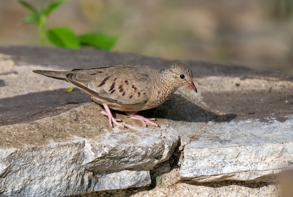 Common Ground Dove - ML612741255