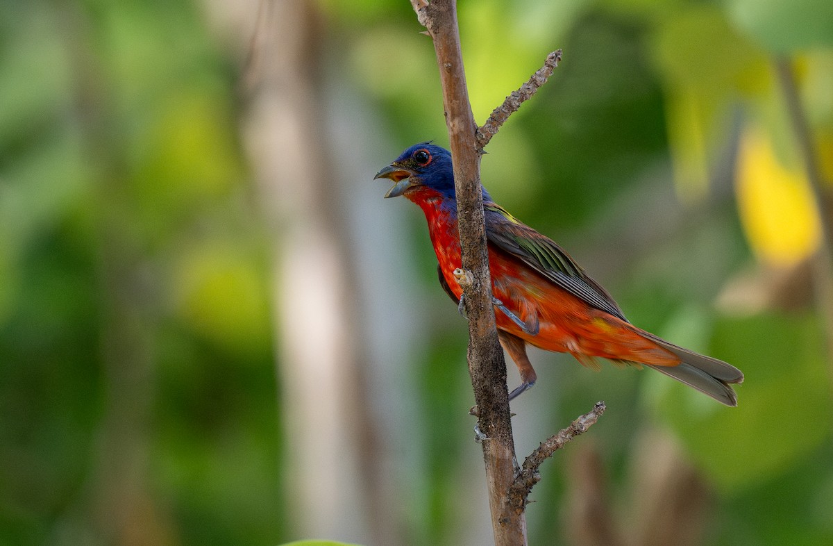 Painted Bunting - ML612741305
