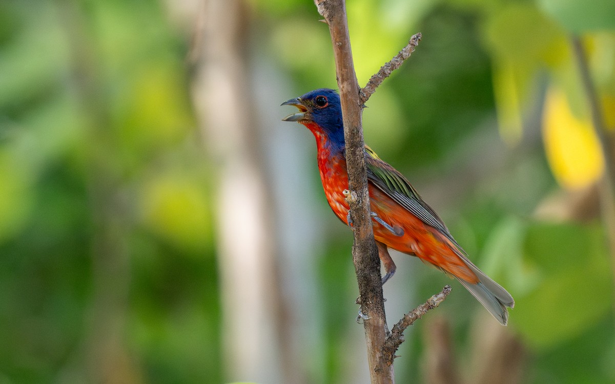 Painted Bunting - ML612741306