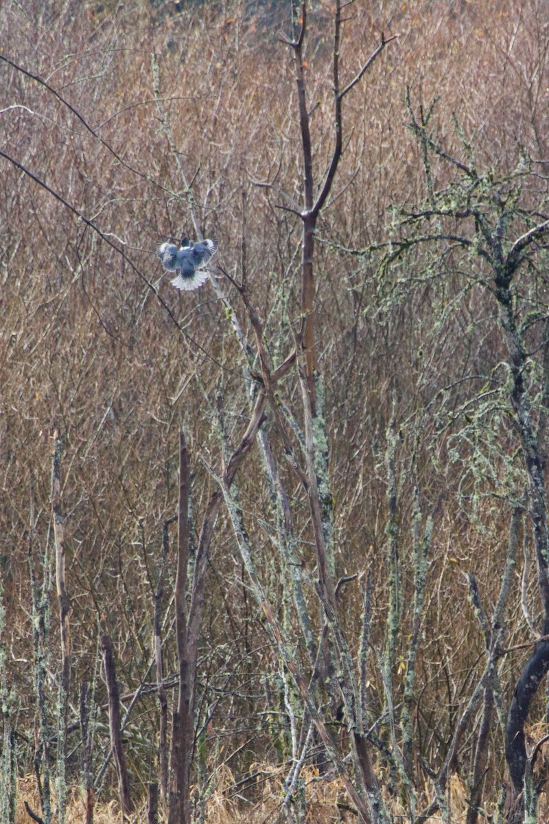 Belted Kingfisher - Anonymous