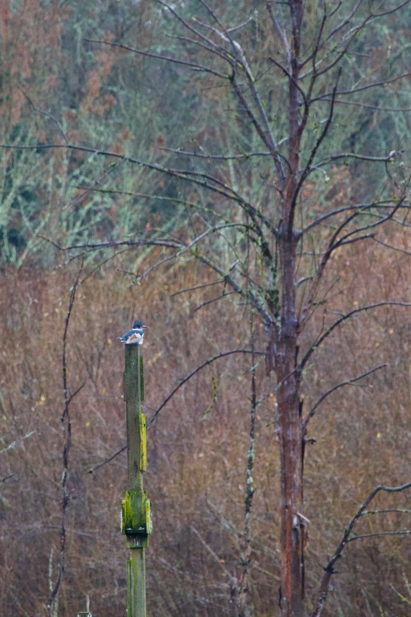 Belted Kingfisher - ML612741351
