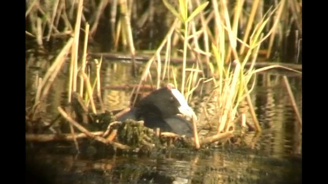 Eurasian x Red-knobbed Coot (hybrid) - ML612741369