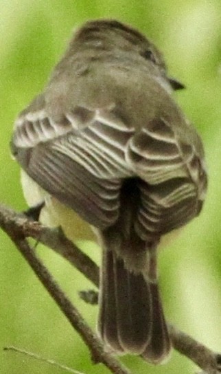 Panama Flycatcher - Connie Lintz