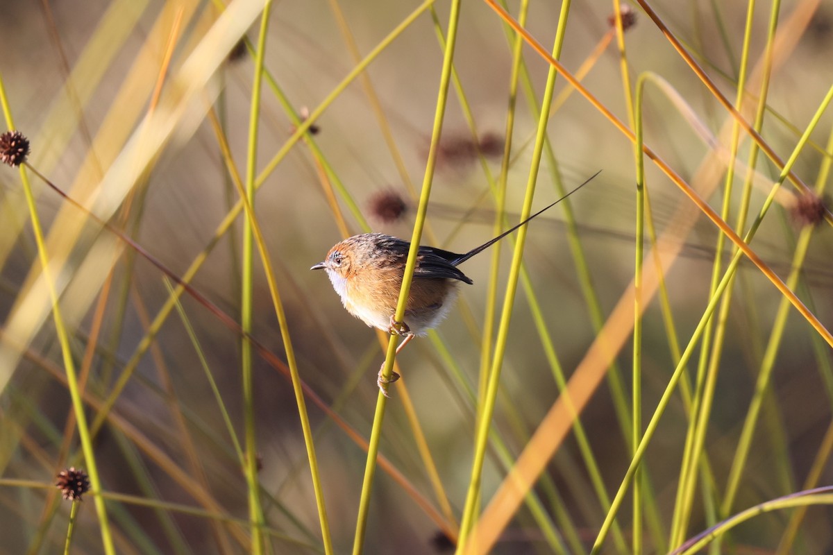 Southern Emuwren - ML612741409