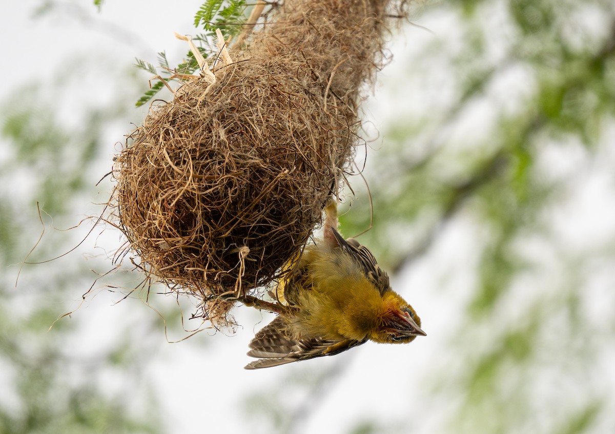 Streak-backed Oriole - ML612741435