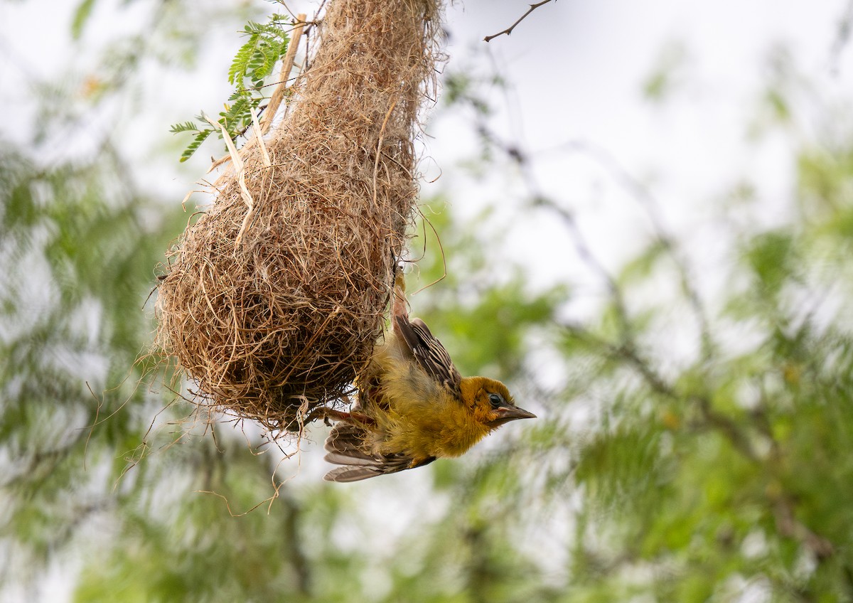 Streak-backed Oriole - ML612741437