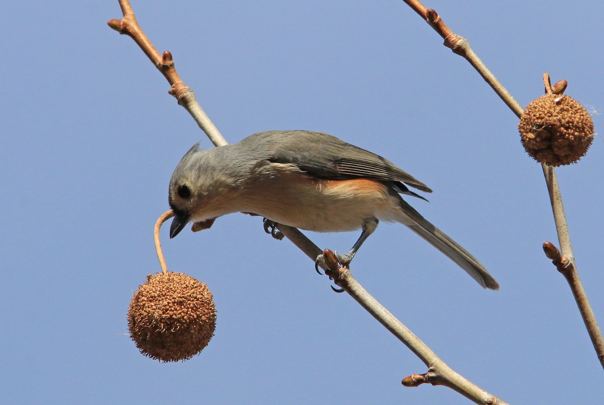 Tufted Titmouse - ML612741454