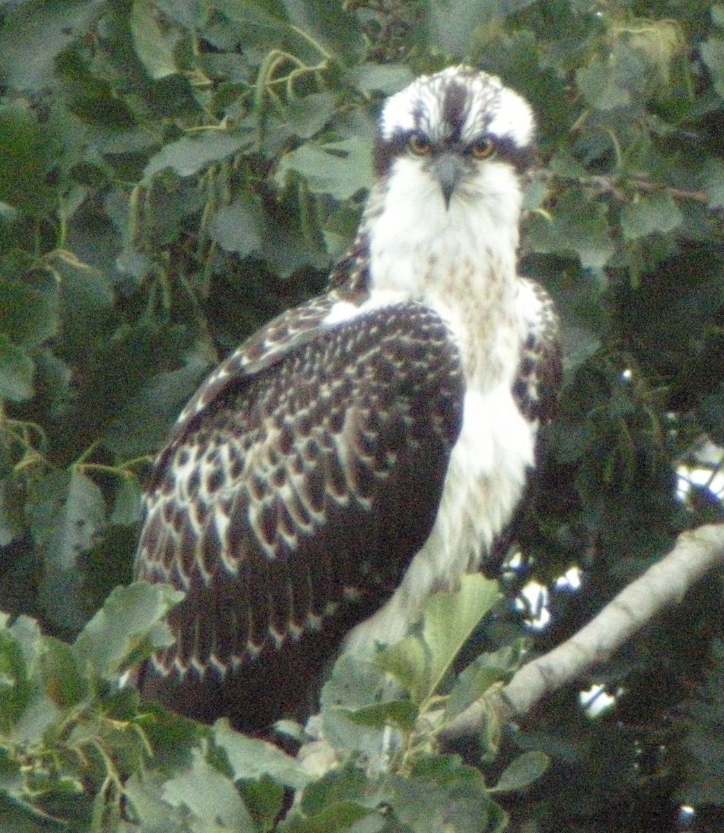 Osprey - Mark Easterbrook